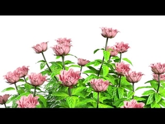 Y11 Kobiety Smart Watch Luxury 1.32 